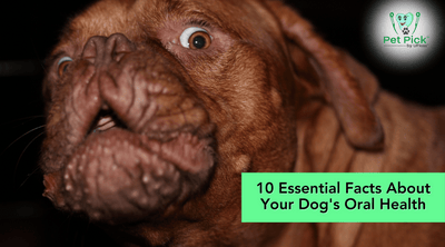 10 Essential Facts About Your Dog's Oral Health