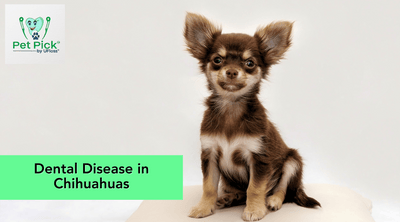 Dental Disease in Chihuahuas
