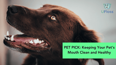 Pet Pick: Keeping Your Pet’s Mouth Clean and Healthy
