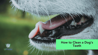 How To Clean A Dog's Teeth